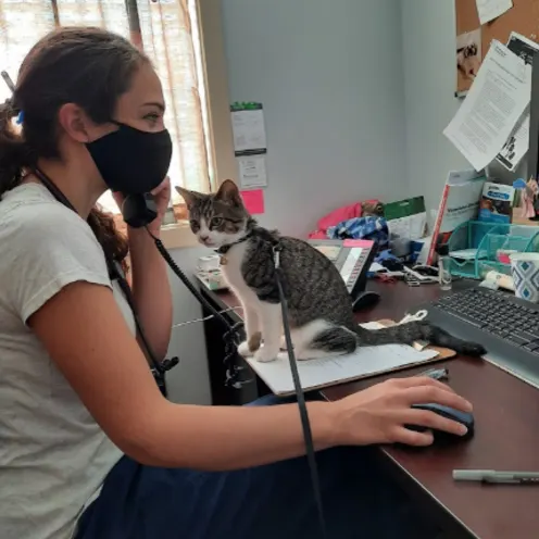 Staff Member Working with a Cat